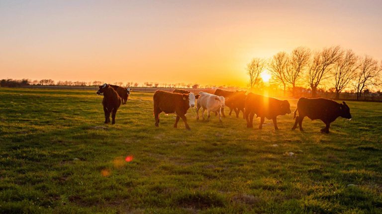 Barnard Ranch 2 1 768x432
